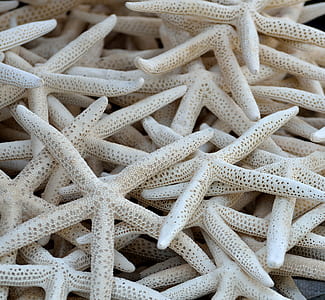 closeup photo of white starfish