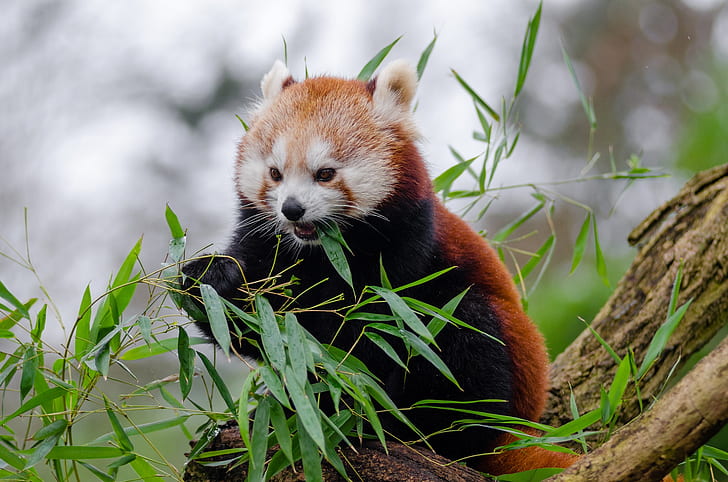 red panda eating a leaf