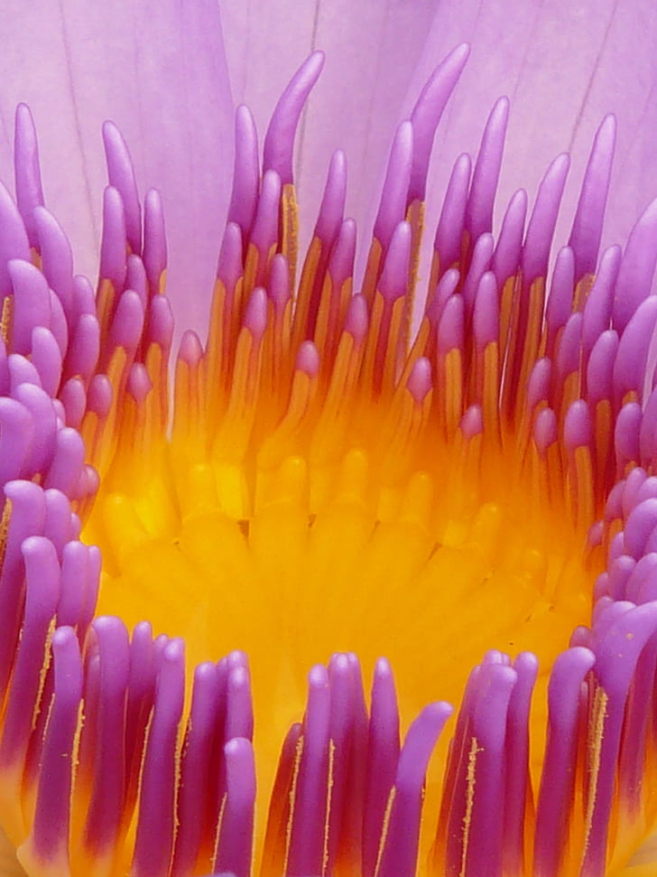 yellow and purple waterlily flower in macro photography