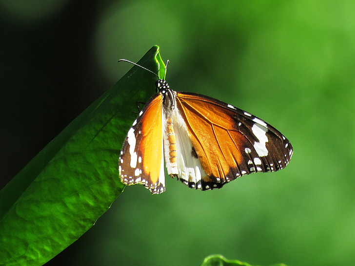 brown, black, and white butterfly perched on green leaf at daytime