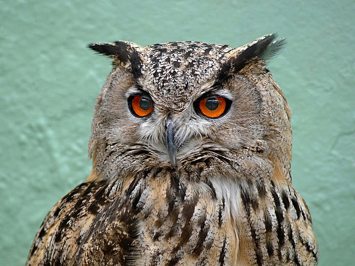 photography of red eyes owl