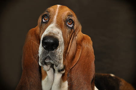 closeup photo of adult tricolor basset hound