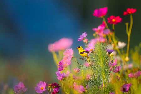 shadow depth of field photography of yellow bird on pink petaled flower