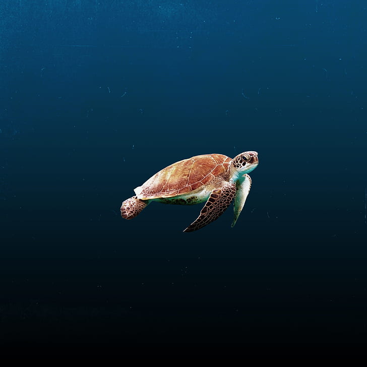 brown and green tortoise in ocean