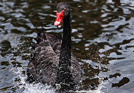 black swan on lake
