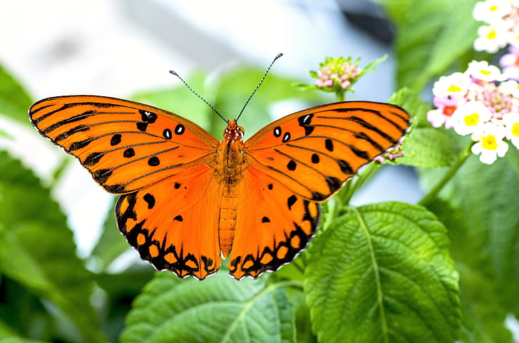 gulf fritillary butterfly perched on green leaf plant in closeup photography