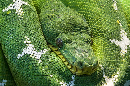 closeup photo of green and white snake