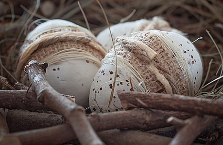 three white poultry eggs on nest