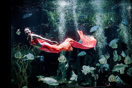 red tailed mermaid and school of fish underwater photography