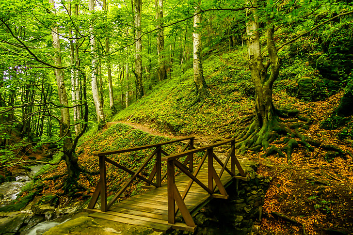 brown wooden bridge on forest