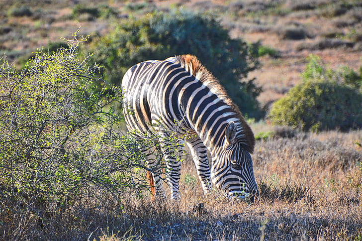 photo of black and white zebra on brown grass