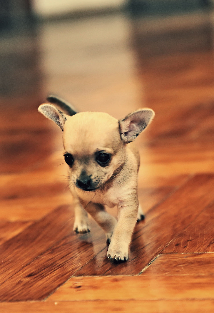 brown, puppy, wooden, flooring, photo, chihuahua