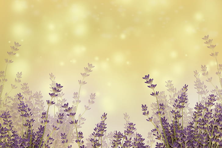 landscape photo of lavenders