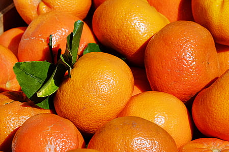 pile of orange fruits
