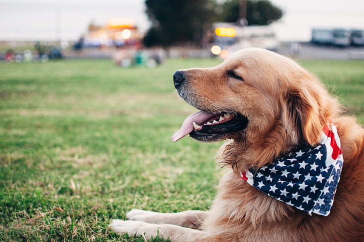 selective focus photography of adult golden retriever laying on green grass field with US flag scarf tied around neck