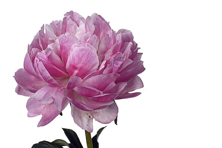 pink peony flower in close up photography