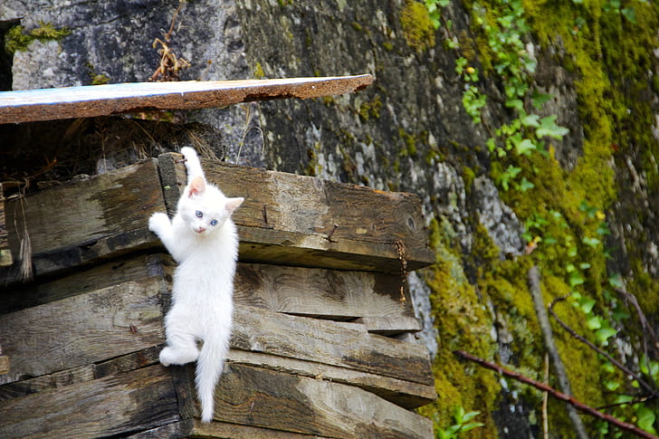 white short-furred cat climbing on brown wooden frame
