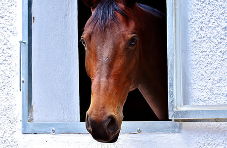 brown horse in window