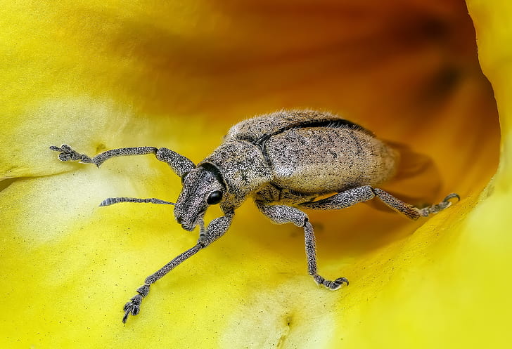 brown beetle on yellow flower in closeup photo