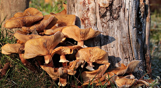 brown mushrooms near in tree
