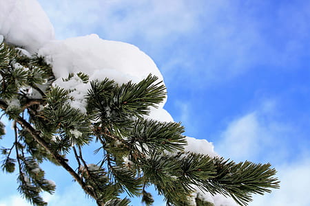 green pine leaved covered with white snow