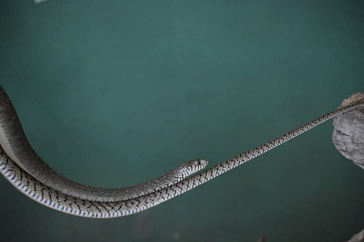 gray rattle snake