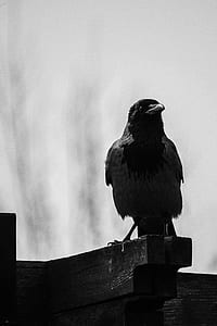 grayscale photography of crow