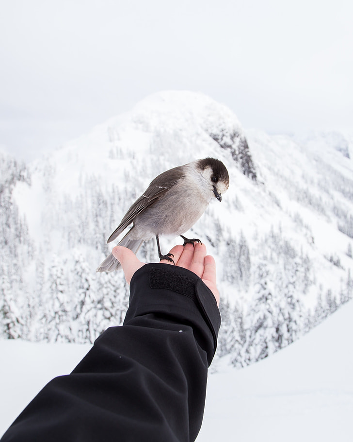 gray and brown bird on hand in snow terrain