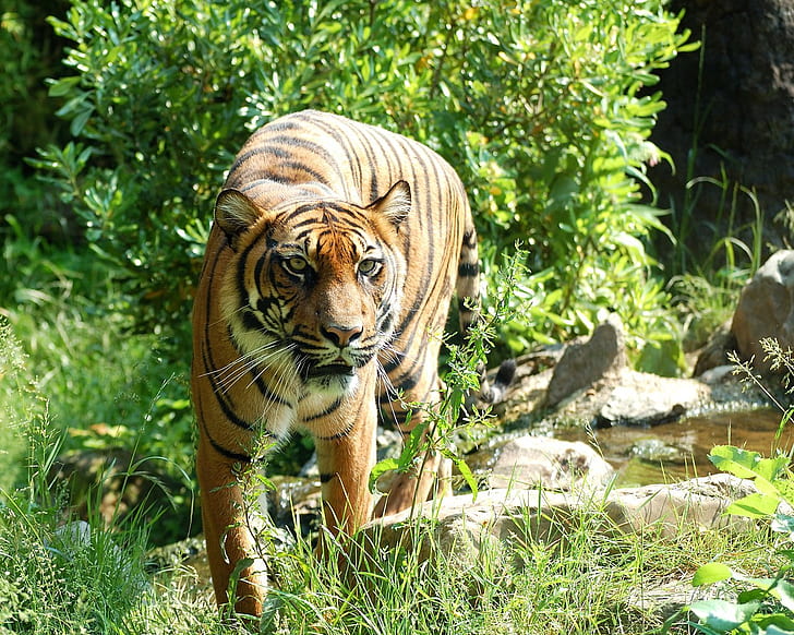 tiger near green leaf plant