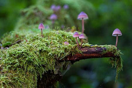 purple mushroom on green tree