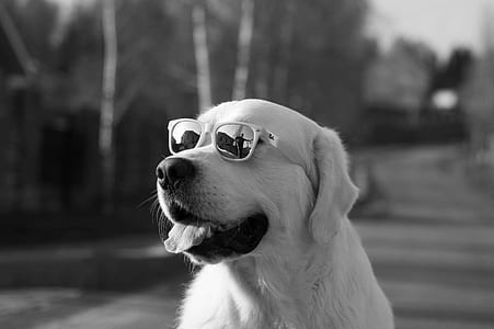 selective focus grayscale photo of Golden Retriever wearing sunglasses