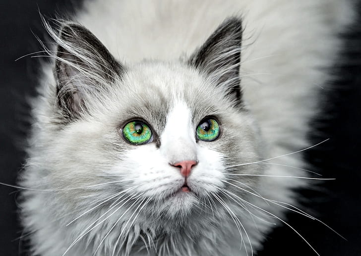 long-fur gray and white cat