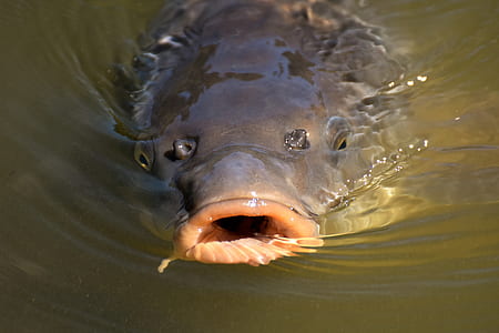 closeup photo of black brown pet fish