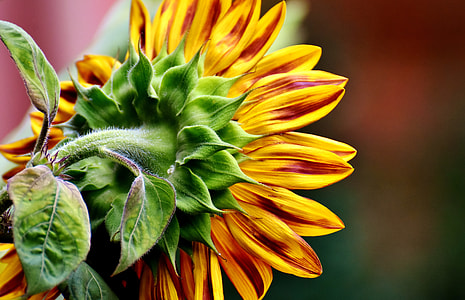 closeup photography of yellow sunflower