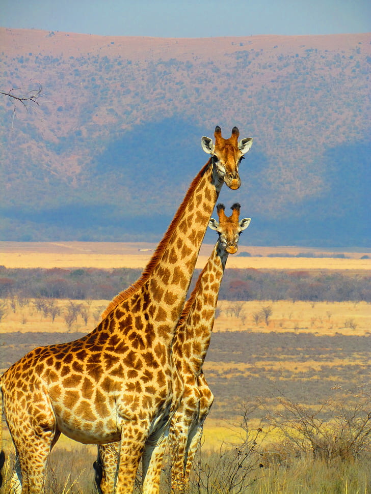 2 Giraffe on Green Grass Field in Close Up Photography