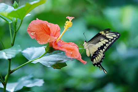 tiger swallowtail butterfly perched on red hibiscus plant