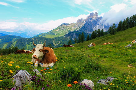 white and brown cow lying on green grass