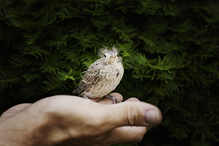 gray bird on human palm