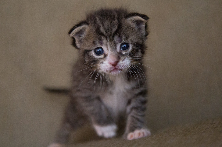 cute gray tabby kittens