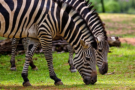 Photography of Two Zebra Eating Grass
