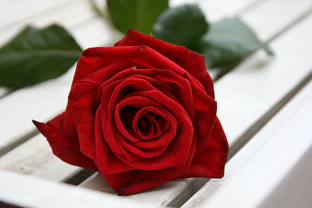 closeup photography of red rose on white wooden surface