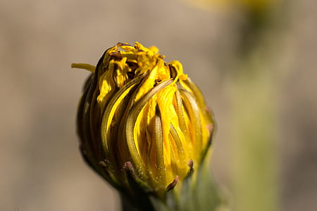 yellow flower photography