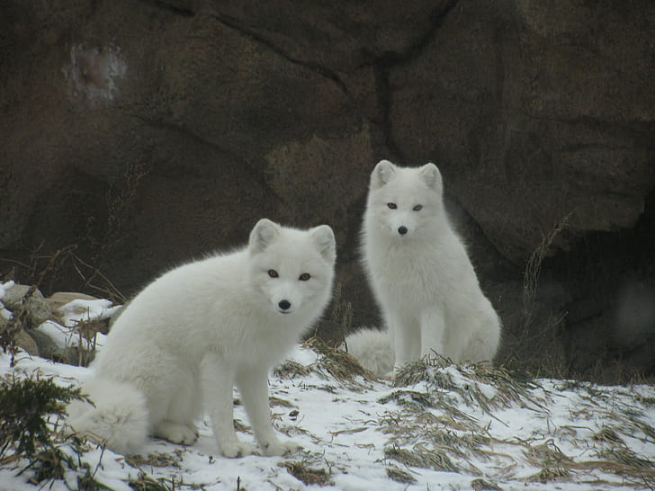 two white wolves