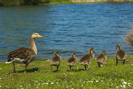 photo of ducks near river