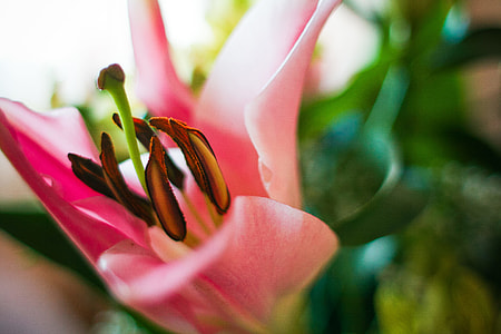 Detail of Pink Lily
