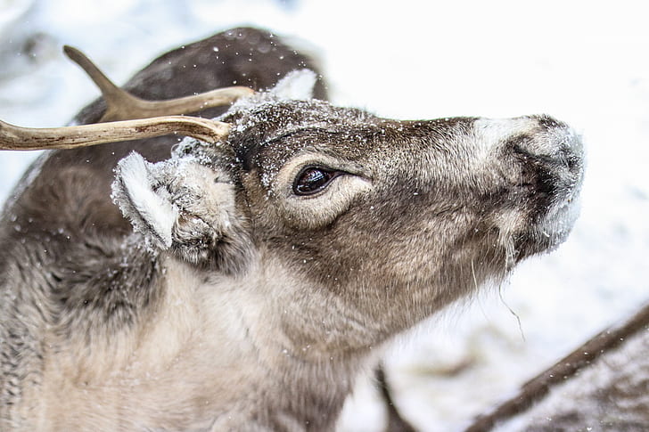 Snow deer! Stunning photographs capture rare white reindeer in Norway - ABC  News