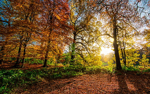 panoramic photography of trees with sunlight pass through