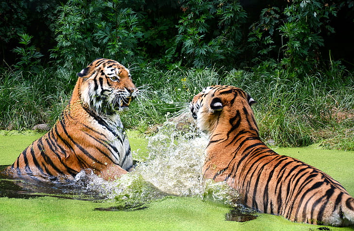 two tigers on body of water