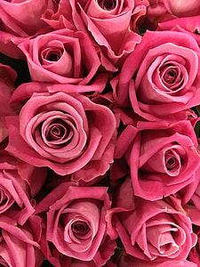 pink rose lot