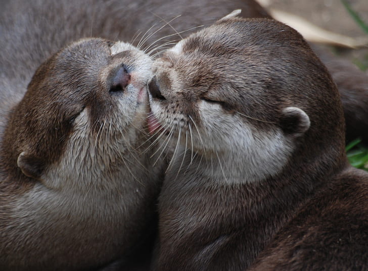 shallow photo of two otters